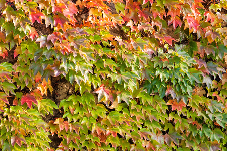 orange and green leaves on a old stone wallの写真素材