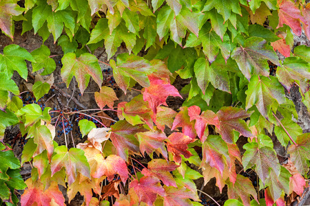 orange and green leaves on a old stone wallの写真素材