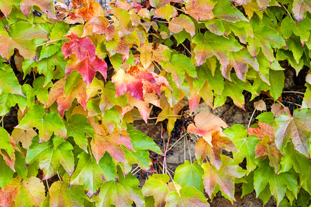 orange and green leaves on a old stone wallの写真素材