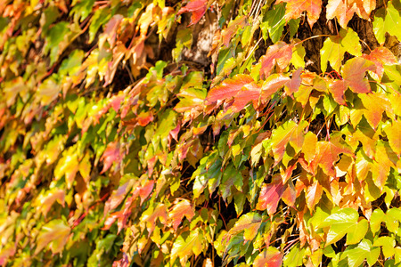 orange and green leaves on a old stone wallの写真素材