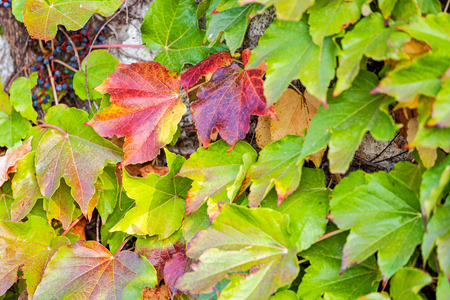 orange and green leaves on a old stone wallの写真素材