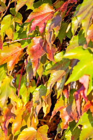 orange and green leaves on a old stone wallの写真素材