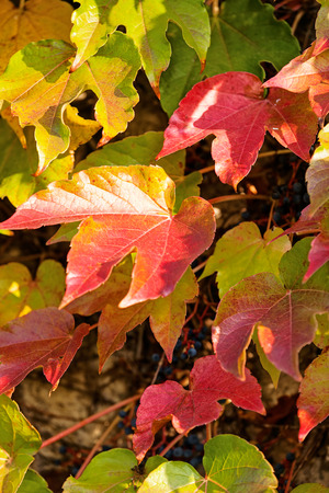 orange and green leaves on a old stone wallの写真素材