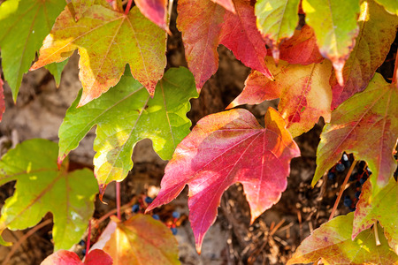 orange and green leaves on a old stone wallの写真素材