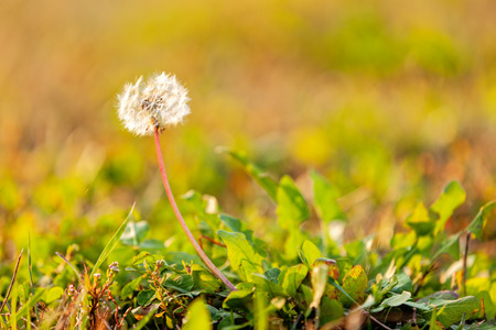 Dandelion in the park. Notice: shallow depth of field.の写真素材