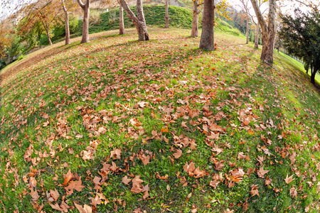 Orange fallen leaves in the park at autumnの写真素材