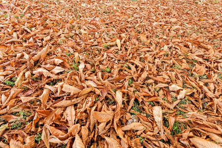 Orange fallen leaves in the park at autumnの写真素材