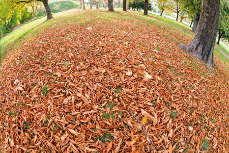 orange fallen leaves in the parkの写真素材