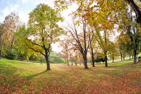 trees with fallen leaves in the parkの写真素材