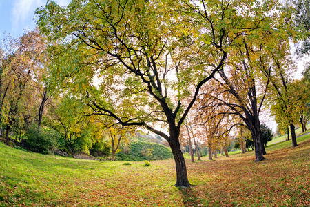 trees in parkの写真素材