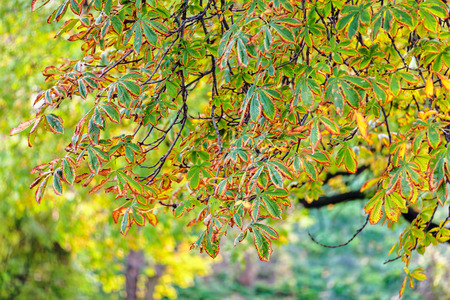 trees in park on a sunny day, Belgrade Serbiaの写真素材