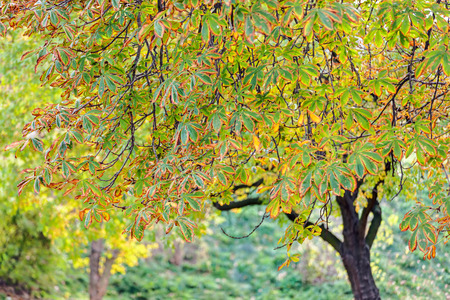 trees in park on a sunny day, Belgrade Serbiaの写真素材