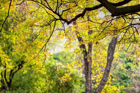 trees in park on a sunny day, Belgrade Serbiaの写真素材