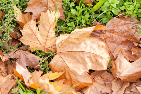 Orange fallen leaves in the park at autumnの写真素材