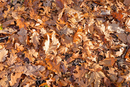leaves in the park on a sunny dayの写真素材