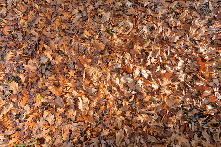 leaves in the park on a sunny dayの写真素材