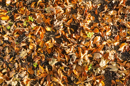 leaves in the park on a sunny dayの写真素材