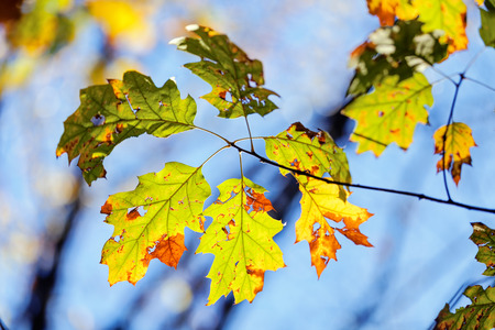 leaves in the park on a sunny dayの写真素材