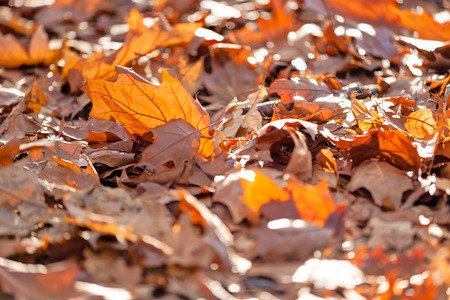 leaves in the park on a sunny dayの写真素材