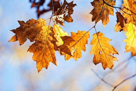 leaves in the park on a sunny dayの写真素材