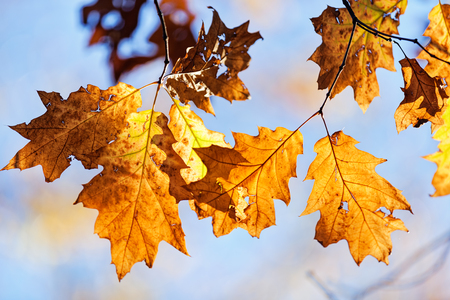 leaves in the park on a sunny dayの写真素材