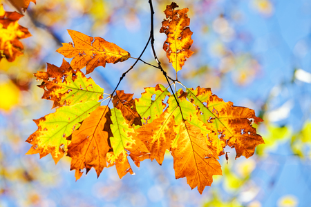 leaves in the park on a sunny dayの写真素材