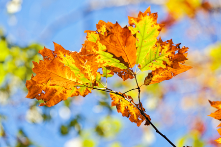 leaves in the park on a sunny dayの写真素材