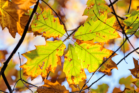 leaves in the park on a sunny dayの写真素材