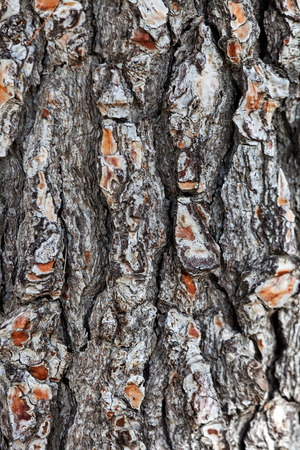 close up of the tree bark on a overcast dayの写真素材