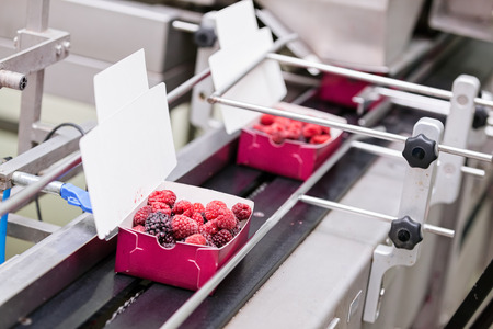 frozen red raspberries in sorting and processing machinesの写真素材