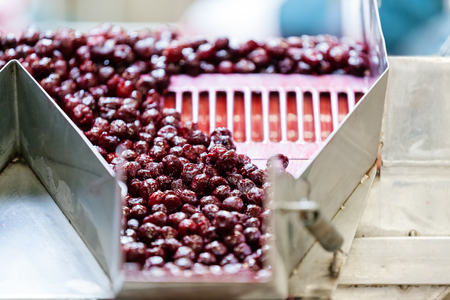 frozen sour cherries in sorting and processing machinesの写真素材