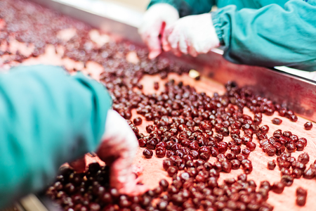 frozen sour cherries in sorting and processing machinesの写真素材