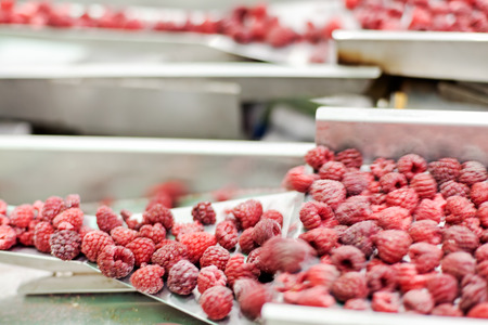frozen red raspberries in sorting and processing machinesの写真素材