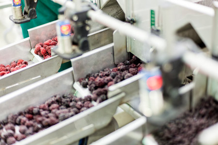 frozen red raspberries in sorting and processing machinesの写真素材