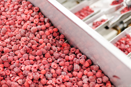frozen red raspberries in sorting and processing machinesの写真素材