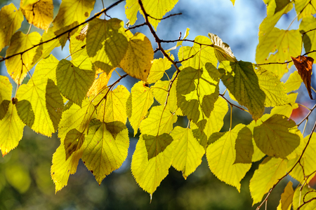 leaves in the parkの写真素材