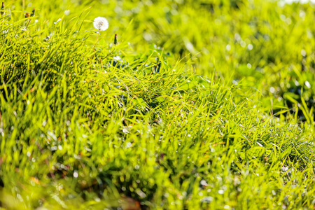 dandelion in the park. notice: shallow depth of field.の写真素材