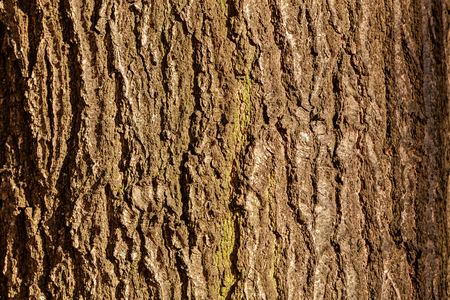 closeup of the tree barkの写真素材