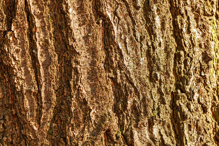 close up of the tree bark on a sunny dayの写真素材