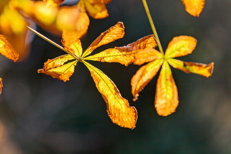 leaves in the park on a sunny dayの写真素材