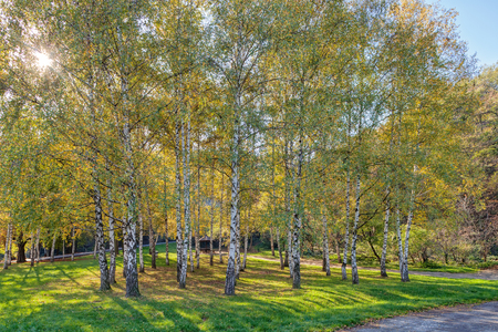 Park with silver birch trees and green grassの写真素材