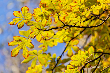 leaves in the parkの写真素材