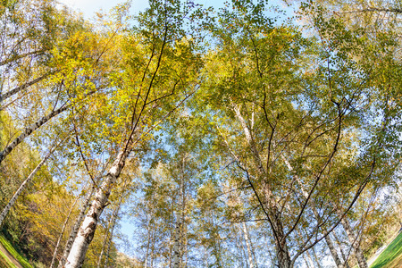 Park with silver birch treesの写真素材