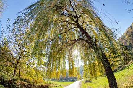 trees in parkの写真素材