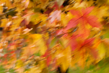 abstract autumn backgrounds, for blurred backgroundの写真素材