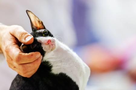 Close up of pure breed cat at pet showの写真素材
