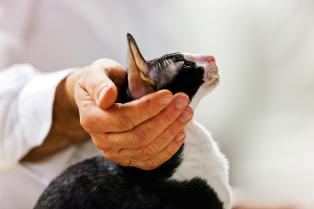 Close up of pure breed cat at pet showの写真素材
