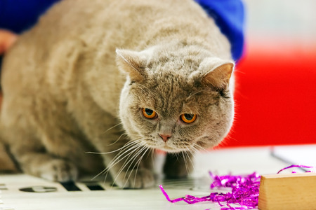 Close up of pure breed cat at pet showの写真素材