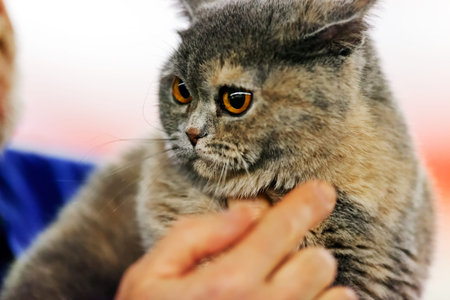 Close up of pure breed cat at pet show
