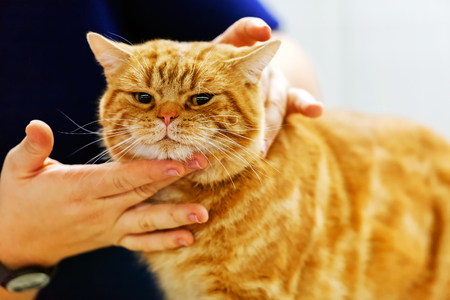Close up of pure breed cat at pet showの写真素材